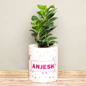 Ficus Compacta Plant in Personalised Birthday Mug
