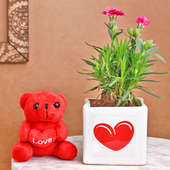 Hearty Carnation N Teddy