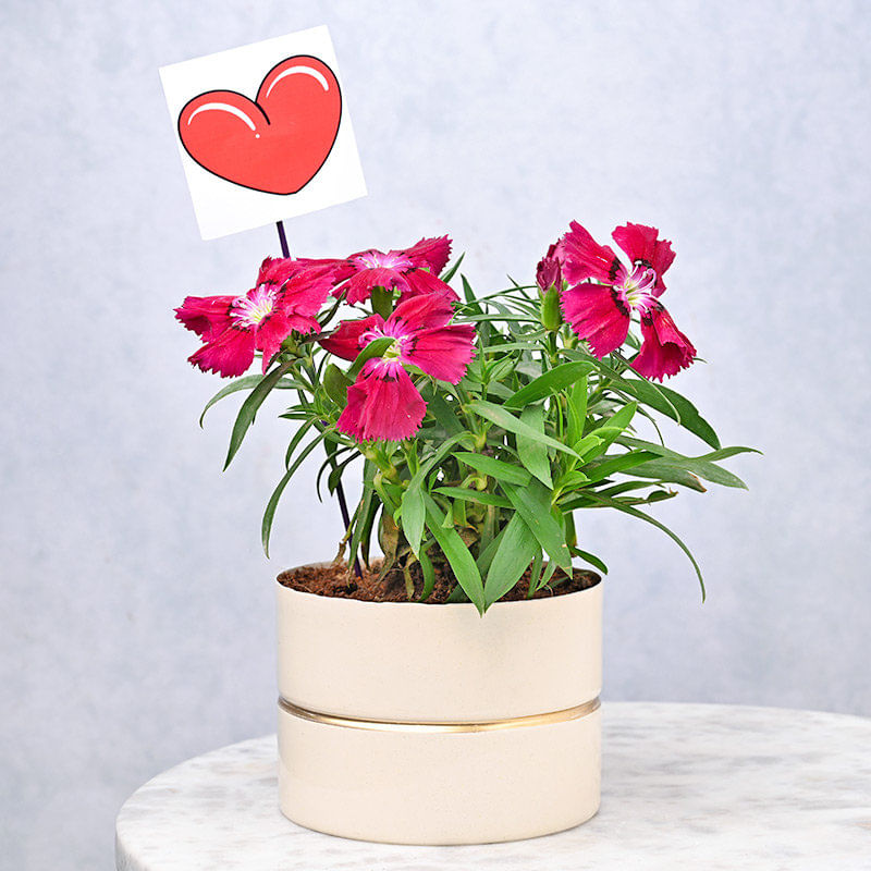 Hearty Carnation Plant