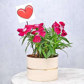 Hearty Carnation Plant