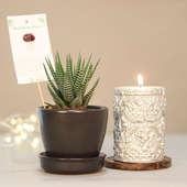 Diwali Gift Combo of Haworthia Plant with Candle