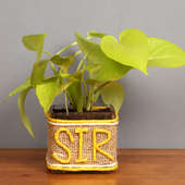 Money Plant for sir- nature gift for teacher