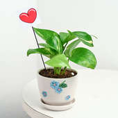 Hearty Money Plant N Vase Combo