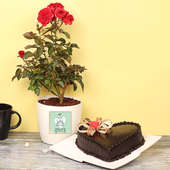 Cake with Red Rose Plant in Vase