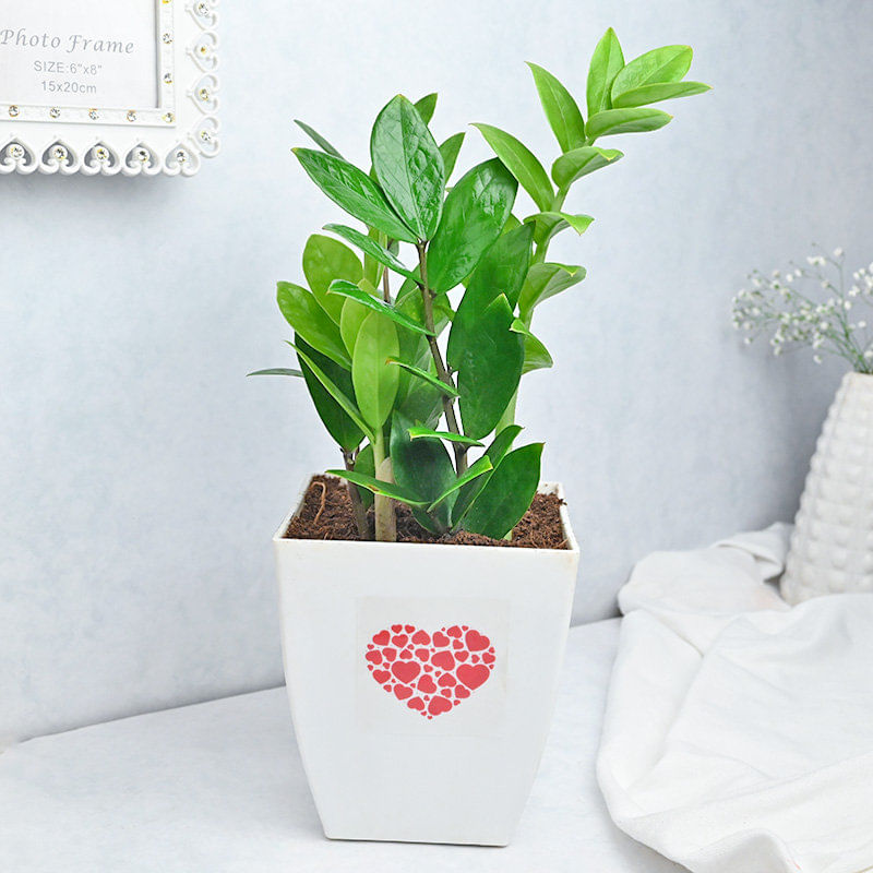 Hearty Zamia Plant