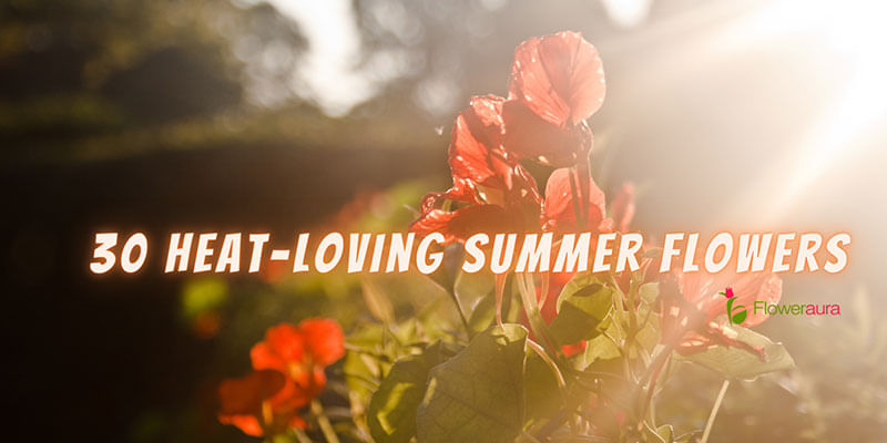 30 Heat-loving Summer Flowers To Delight Your Eyes