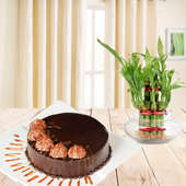Heavenly Creations Combo - Ferrero rocher cake with lucky bamboo plant