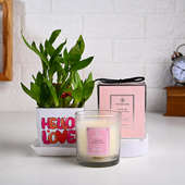 Hello Love Lucky Bamboo Plant N Scented Candle Combo