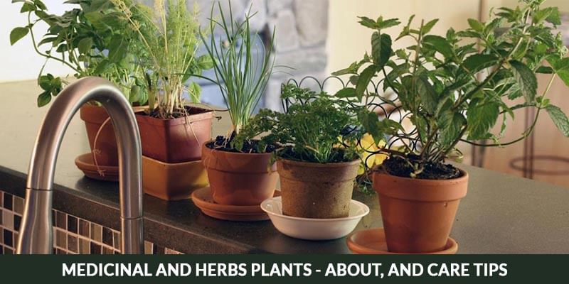 Herb Plant Care and Tips