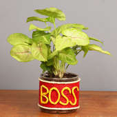 Syngonium Plant for Boss