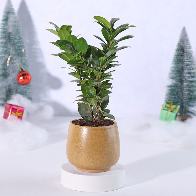 Ficus Plant Online