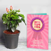 Hibiscus Plant with a Card Combo for Mom