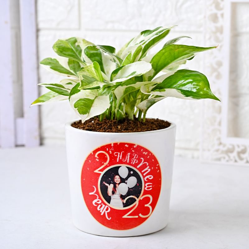 Happy New Year Personalised White Pothos