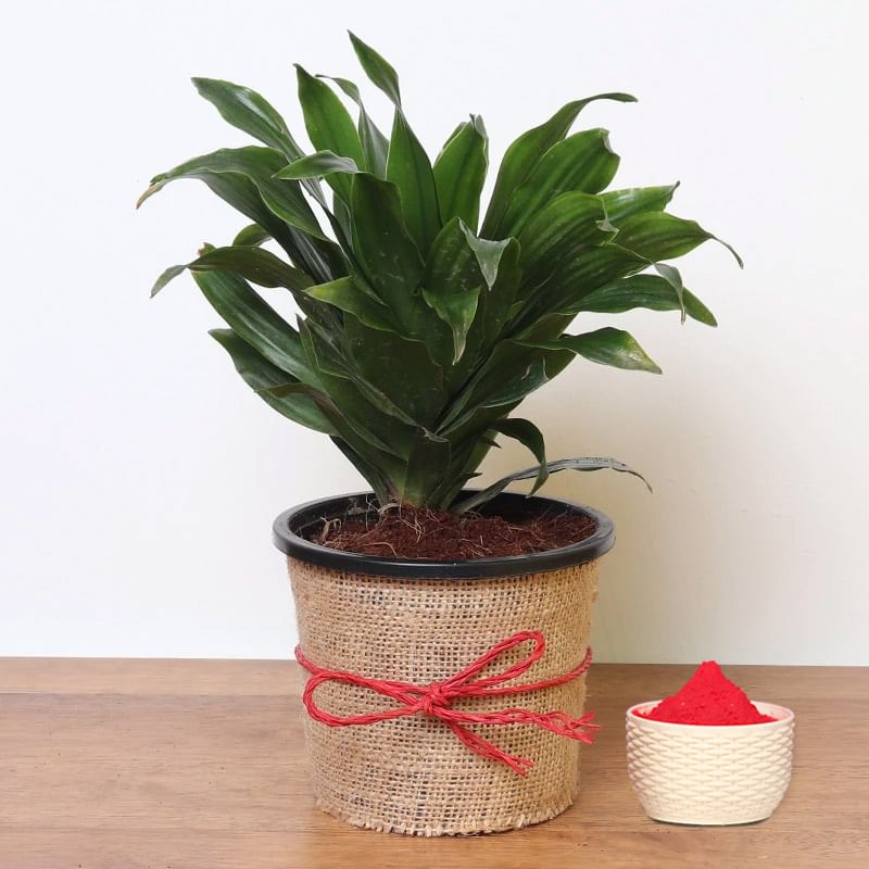 Dracena Compacta Plant with Gulal Holi Combo