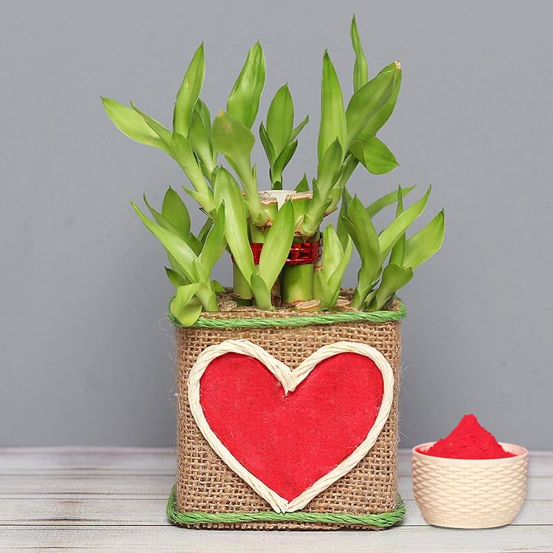 2 Layer Bamboo Plant with Gulal Holi Combo