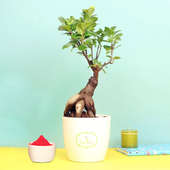 Ficus Bonsai Plant with Gulal Holi Combo