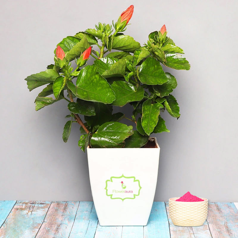 Hibiscus Plant with Gulal Holi Combo