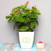 Hibiscus Plant with Gulal Holi Combo