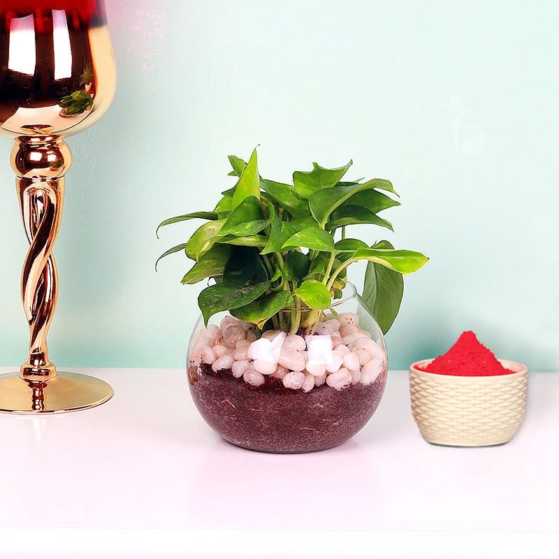 Holi Special Money Plant with Gulal 