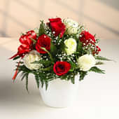 Holiday Elegance Rose Planter