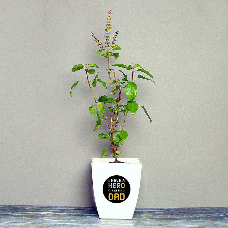 Tulsi Plant in White Vase for Dad