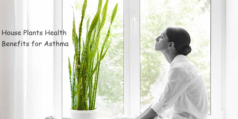 How Natural Plants At Home Helps in Fighting with Asthma Disease?