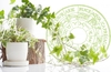 What's the Best Suited Houseplant According to your Zodiac Sign?