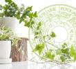 What's the Best Suited Houseplant According to your Zodiac Sign?