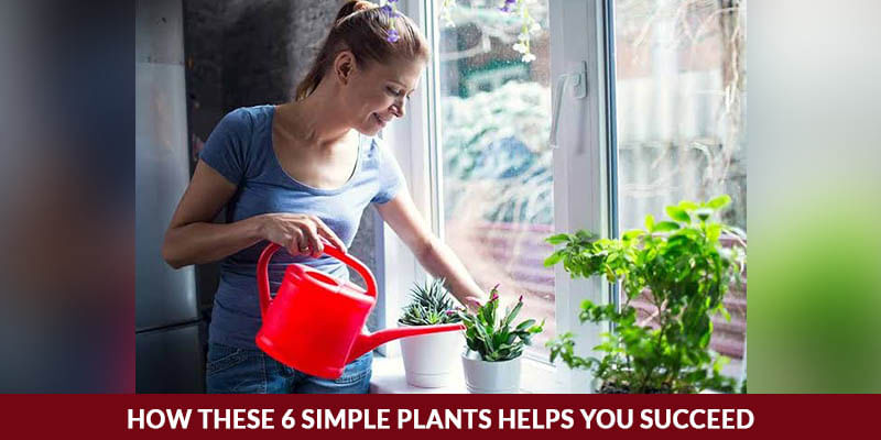 How these 6 Simple Plants Helps you Succeed