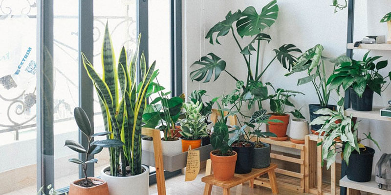 How To Create A Plant Loving Home?