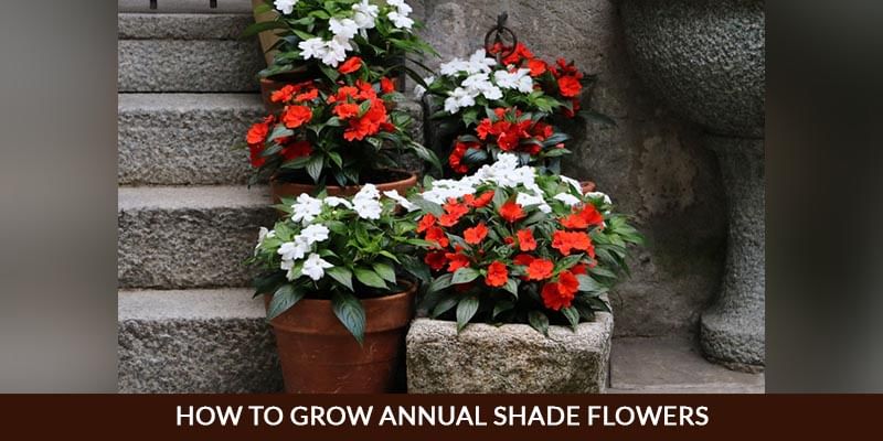 How to Grow Annual Shade Flowers