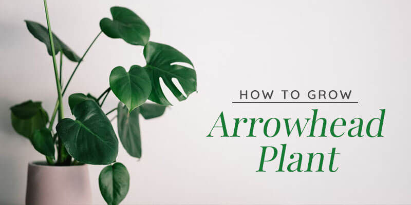 How to Grow Arrowhead Plant