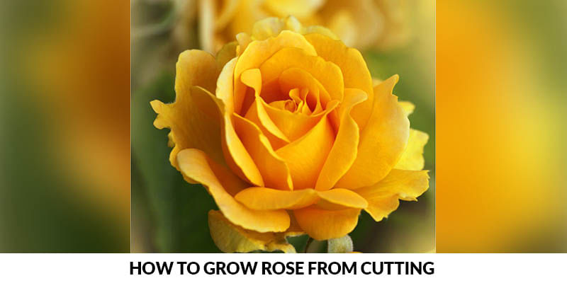 Grow beautiful roses from cutting for your backyard and love them every day 