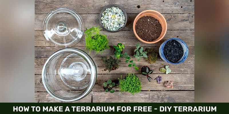 How to make a terrarium