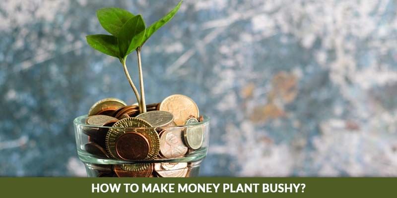 How To Make Money Plant Bushy?