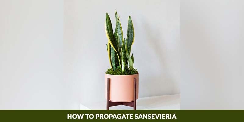 How to propagate sansevieria