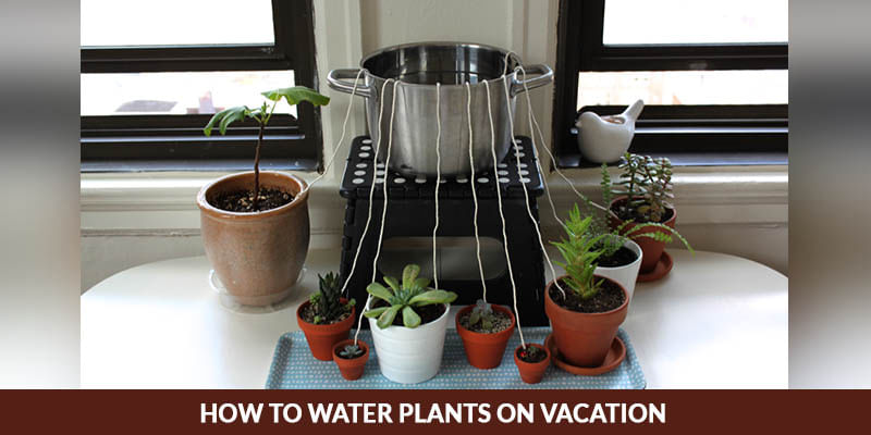 Tips on How to Water Flower While on Vacation