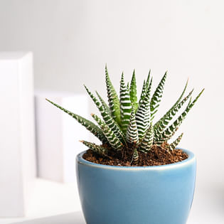 Send Howarthia Serenity Plant Online 