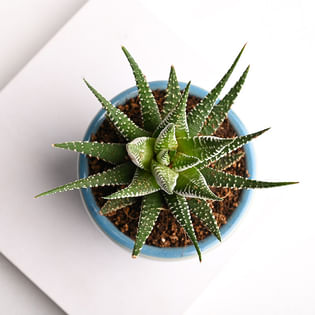 Order Howarthia Serenity Plant Online 