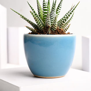  Howarthia Serenity Plant Online 