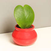Hoya Kerrii Love Plant in a Vase