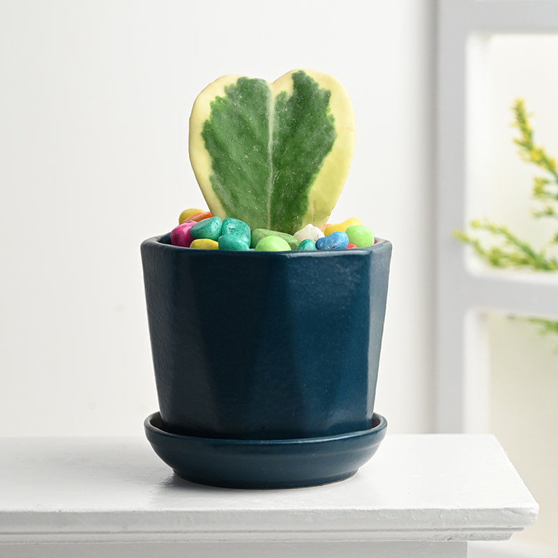 Hoya Plant In Italian Blue Planter