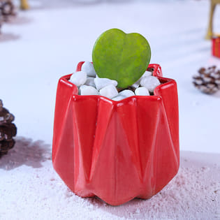 Hoya Plant In Red Pot