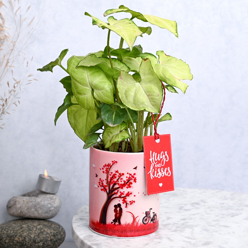 Hugsy Syngonium Valentines Plant Gift 