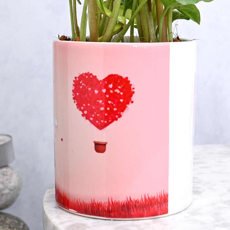 Hugsy Syngonium Valentines Plant Gift 