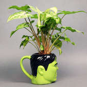 Side View of Hulk Syngonium Plant With Rakhi - Rakhi with Gifts Online