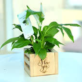 Hybrid Peace Lily Plant - Air Purifying Plant Indoors in I Love You Engrave Vase and Mini Buddha
