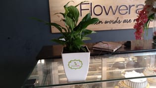 Hybrid Peace Lily Plant In Chatura Vase