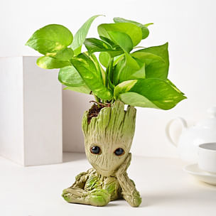 Buy I am Wealthy Groot money plant online