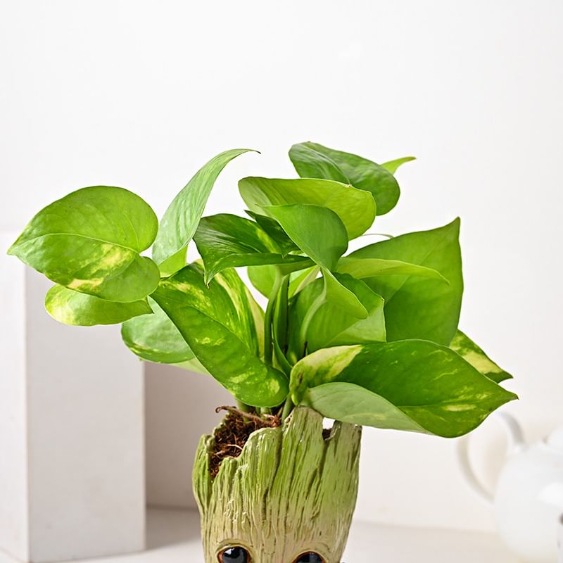 Order I am Wealthy Groot money plant online